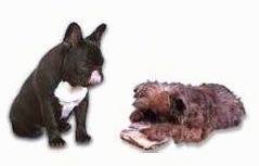 A French Bulldog is sitting and watching a Griffon dog chew on a toy. The Frenchie is licking its own nose