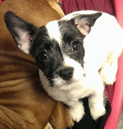 Daisy the black and white Frenchie Bichon is sitting in a dog bed next to a tan dog.