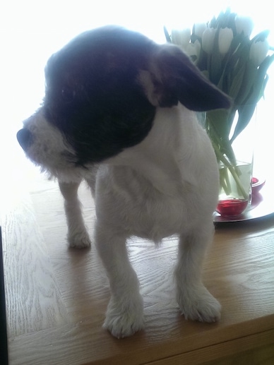 Daisy the black and white Frenchie Bichon is standing on a table with white tulup flowers behind her. Her head is turned to the left.