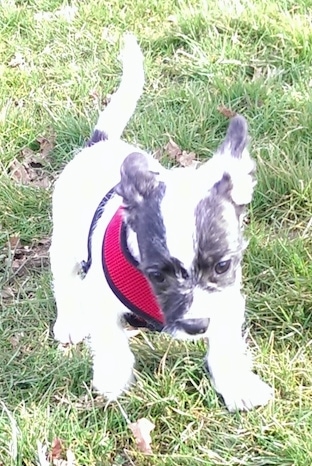 Daisy the white with black Frenchie Bulldog is wearing a red harness and running towards the camera in a yard.