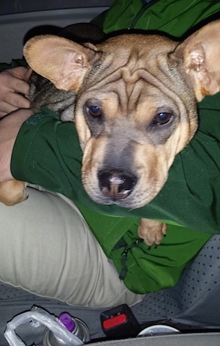 Close Up - China the wrinkly tan with black Frenchie-Pei, as a puppy, is laying in the lap of a person in the passenger side of a vehicle