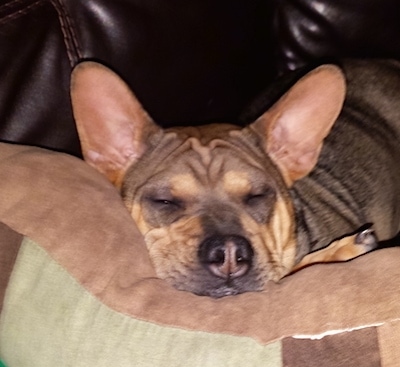 Close Up - China the wrinkly tan with black Frenchie-Pei puppy is sleeping on a pillow on a leather couch on top of a tan, brown and green pillow.
