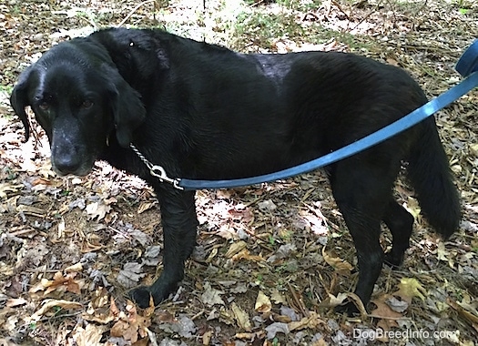 A black German Sheprador is standing outside in woods with its head lowered