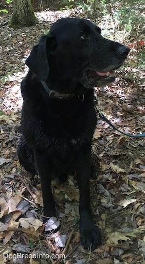 A black German Sheprador is sitting outside in the woods on fallen leaves with a tree behind it