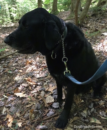 A black German Sheprador is sitting outside in a field. It is surronded by leaves. There is a bunch of trees behind it