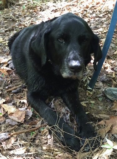 A black German Sheprador is laying down in the woods.