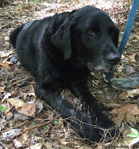 A black German Sheprador is laying outside in the woods with a persons foot next to it