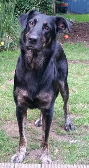 A black with tan German Sheprador is standing in a back yard with tall grass and a blue building behind it.