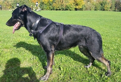 Left Profile - A black with tan German Sheprador is wearing a black harness posing in a field. Its mouth is open and its tongue is out.