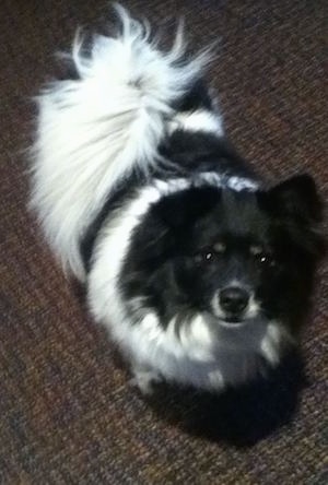 A black and white German Spitz is standing on a brown carpet and looking up