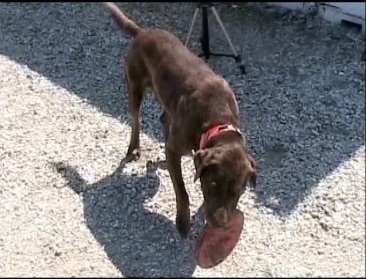 A chocolate German Wirehaired Labrador is walking across a stoney area with a frisbee in its mouth