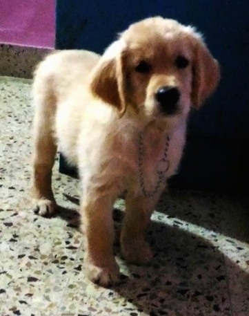 A Golden Retriever puppy is wearing a choke chain collar standing on a marble floor.