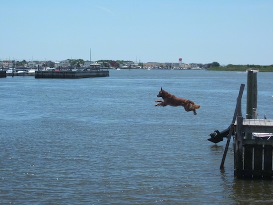 Jaxson the Golden Retriever is in mid-air jumping off of a wooden dock into a body of water
