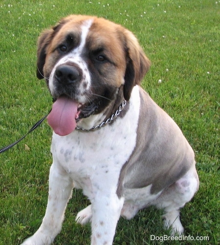 A Golden Saint dog is wearing a silver choke chain collar sitting in a field. Its mouth is open and tongue is out. It is looking forward