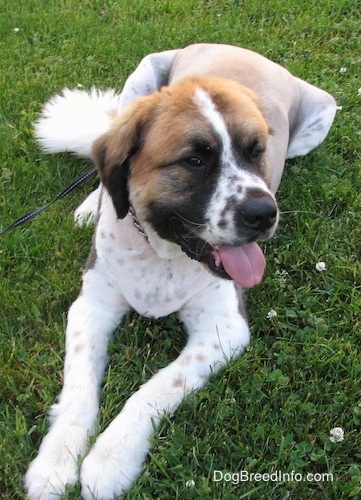 A Golden Saint dog is laying in grass panting and looking to the right.