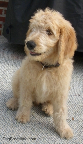 A tan with white Goldendoodle is sitting on a stone porch and it is looking to the left.