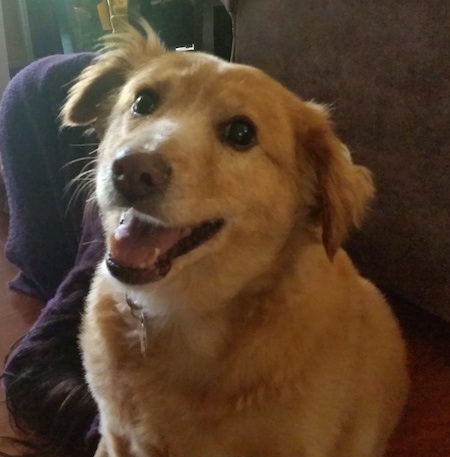 A Goldenshire dog is sitting in front of a couch. Its mouth is open