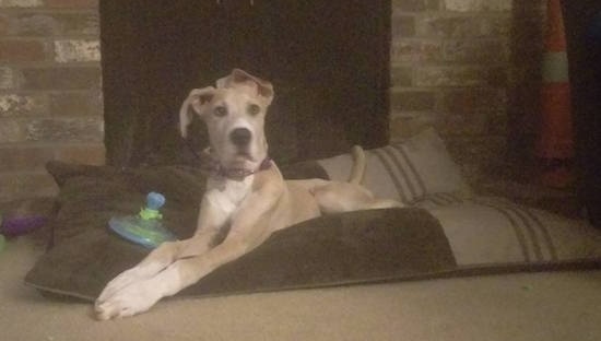 A tan with white Great Dane puppy is laying on a brown and tan dog bed pillow in front of a brick fireplace. There is a toy next to its front legs.