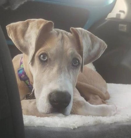 A tan with white Great Dane puppy is laying down on a blanket inside of a vehicle