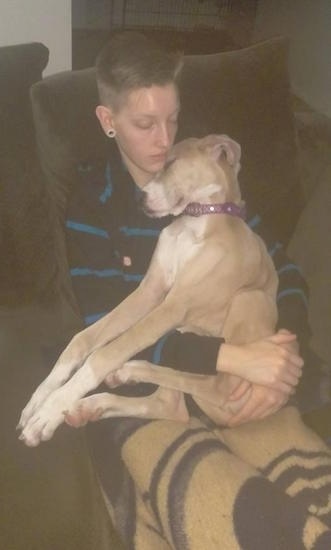 A tan with white sleeping Great Dane puppy is laying in the lap of a sleeping boy on the couch