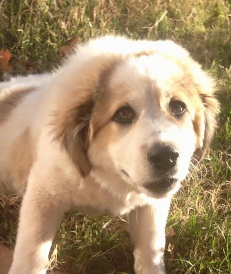 Close Up - A white with brown Greek Sheepdog is stretching in grass