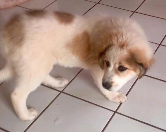 A white with brown Greek Sheepdog puppy is standing on a white tiled floor looking back.