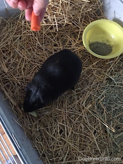 A person is holding a carrot in their hand over top of a Guinea Pig in a Guinea pig cage.