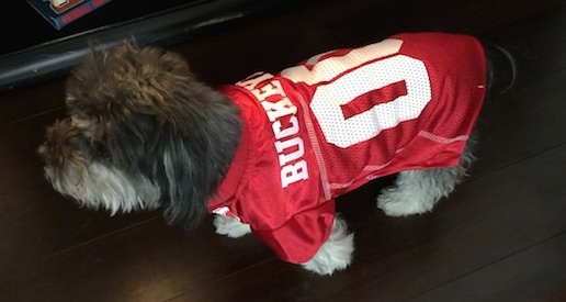 A grey with white Havanese is wearing an Ohio State Buckeyes jersey walking across a hardwood floor