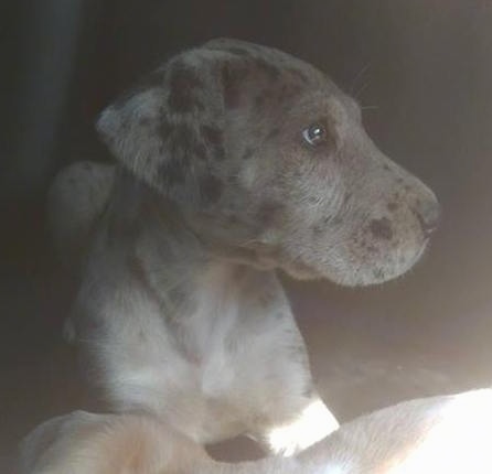 A blue merle Irish Dane puppy is laying on a bed and looking to the right. There is another puppy in front of it