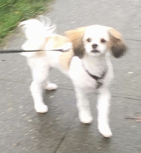 A shaved white with tan Jatzu is standing on a sidewalk and looking forward