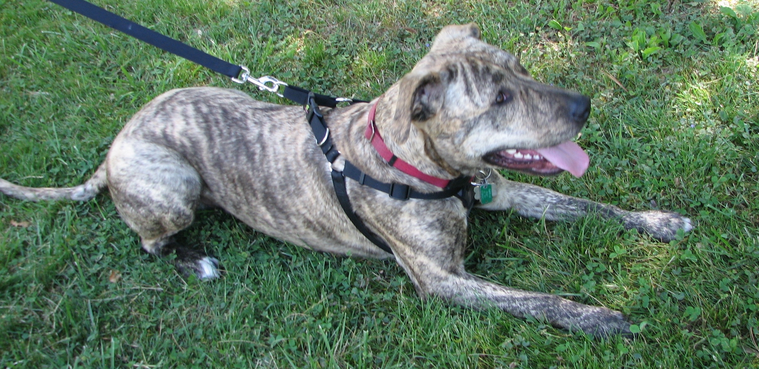 View from the top side looking down - A panting brown brindle Labrabull is laying in grass.