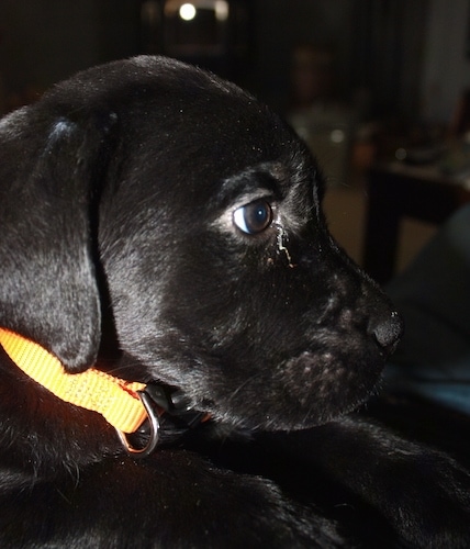 Close Up side view head shot - A black Labrador Retriever is wearing an orange collar laying on a couch and looking to the right. It has a little bit of eye goobers.