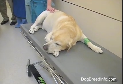 A Yellow Lab with bloat that is laying across a gurney