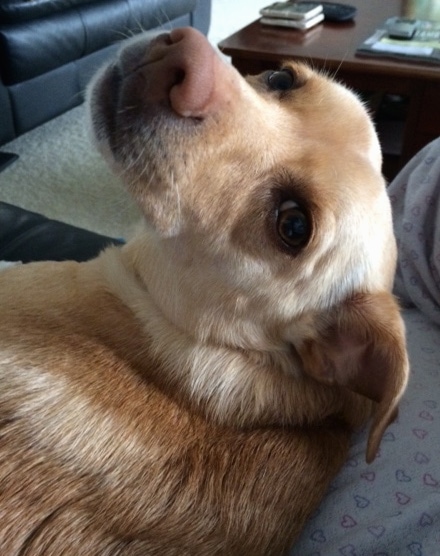 A tan with white Labrahuahua is laying on its side on the leg of a person next to it. It is looking back. There is a black leather counch and a coffee table that are on a tan carpet in front of it.