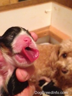 Newborn Toy puppy being held in the air. It's mother and littermates are in the background. The newborn puppy has a very wide, large tongue that is sticking out because it does not fit in the pups mouth 