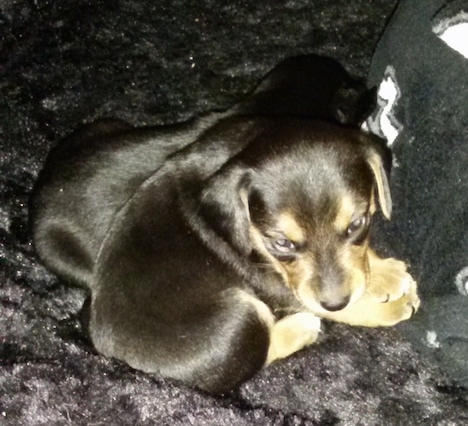 Two black with brown Meagle puppies are laying on a fuzzy black blanket and against a pillow with skulls all over it.