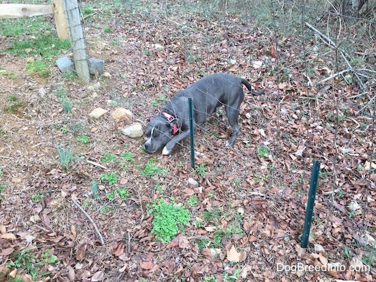 A blue nose American Bully Pit is trying to get under a wire fence.