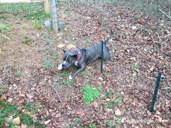 A blue nose American Bully Pit is halfway under a wire fence.