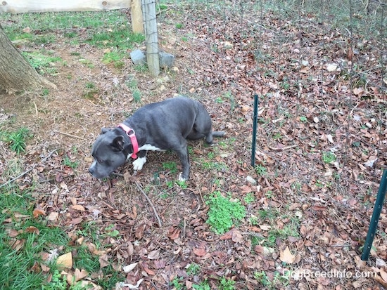 A blue nose American Bully Pit is pulling herself up from going under a wire fence.