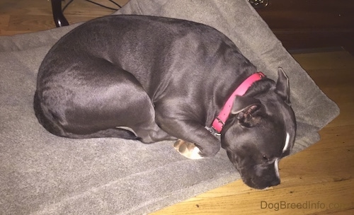 A blue nose American Bully Pit is curled up sleeping in a dog bed.