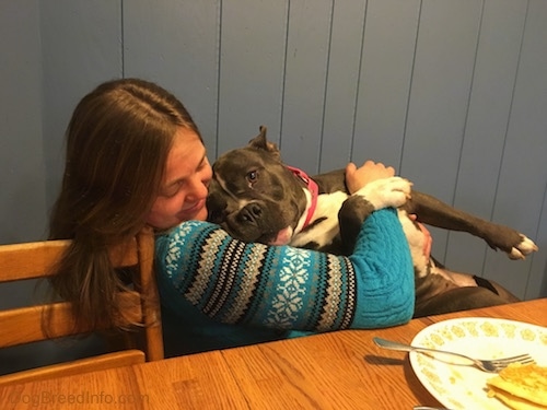 A lady in a blue sweater is holding a blue nose American Bully Pit in her lap while she is sitting in a chair.