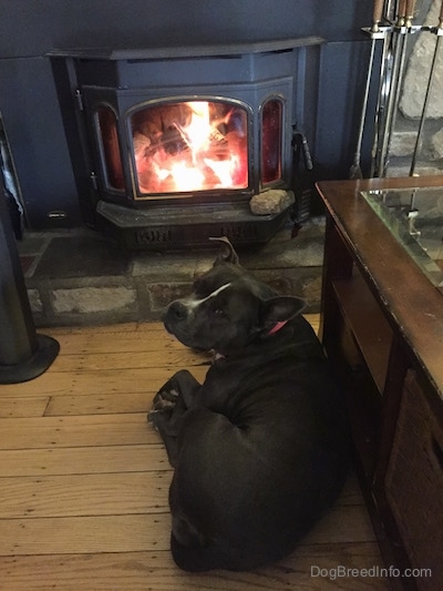 A blue nose American Bully Pit is laying against a coffee table and there is a lit fireplace in front of her. She is looking back.