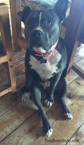 A wet blue nose American Bully Pit is sitting on a hardwood floor and she is looking up. Her right ear is in the air and her left ear is flopped over. She is wearing a hot pink collar.