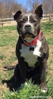 A blue nose American Bully Pit is sitting grass and she is looking forward. One of her ears are up and the other is flopped over. There is a wooden fence in the background.