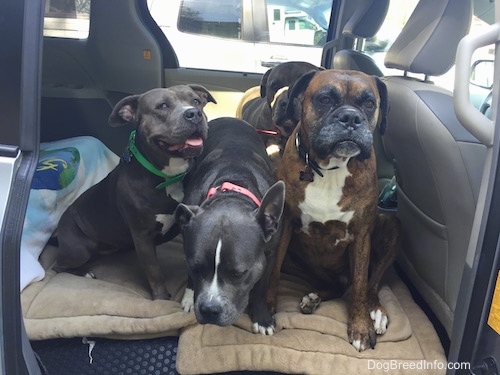 Four dogs are sitting in the back of a van. One of the dogs is trying to get out of the vehicle.