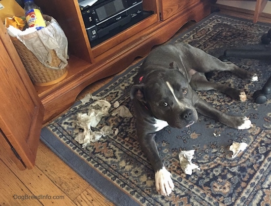 A blue nose American Bully Pit is laying on a rug and looking up. She has tissues all around her and behind her is a trash can.