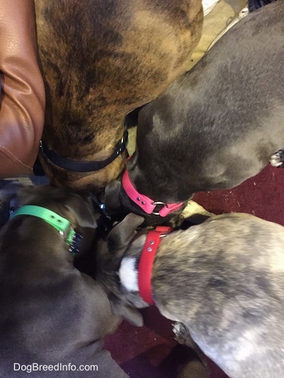 A top down view of four dogs sharing a bowl of water.