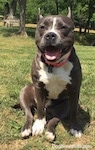 A blue nose American Bully Pit is sitting in grass and she is looking forward. Her ears are back, her mouth is open and it looks like she is smiling.