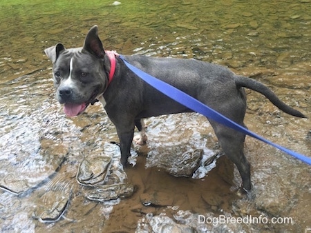 The left side of a happy-looking  blue nose American Bully Pit looking forward with her tongue hanging out.