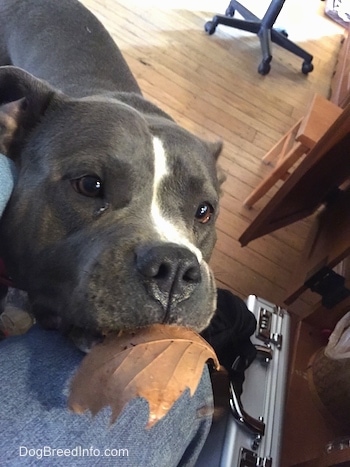 Close up - A blue nose American Bully Pit is standing next to a person's leg with a leaf in her mouth.